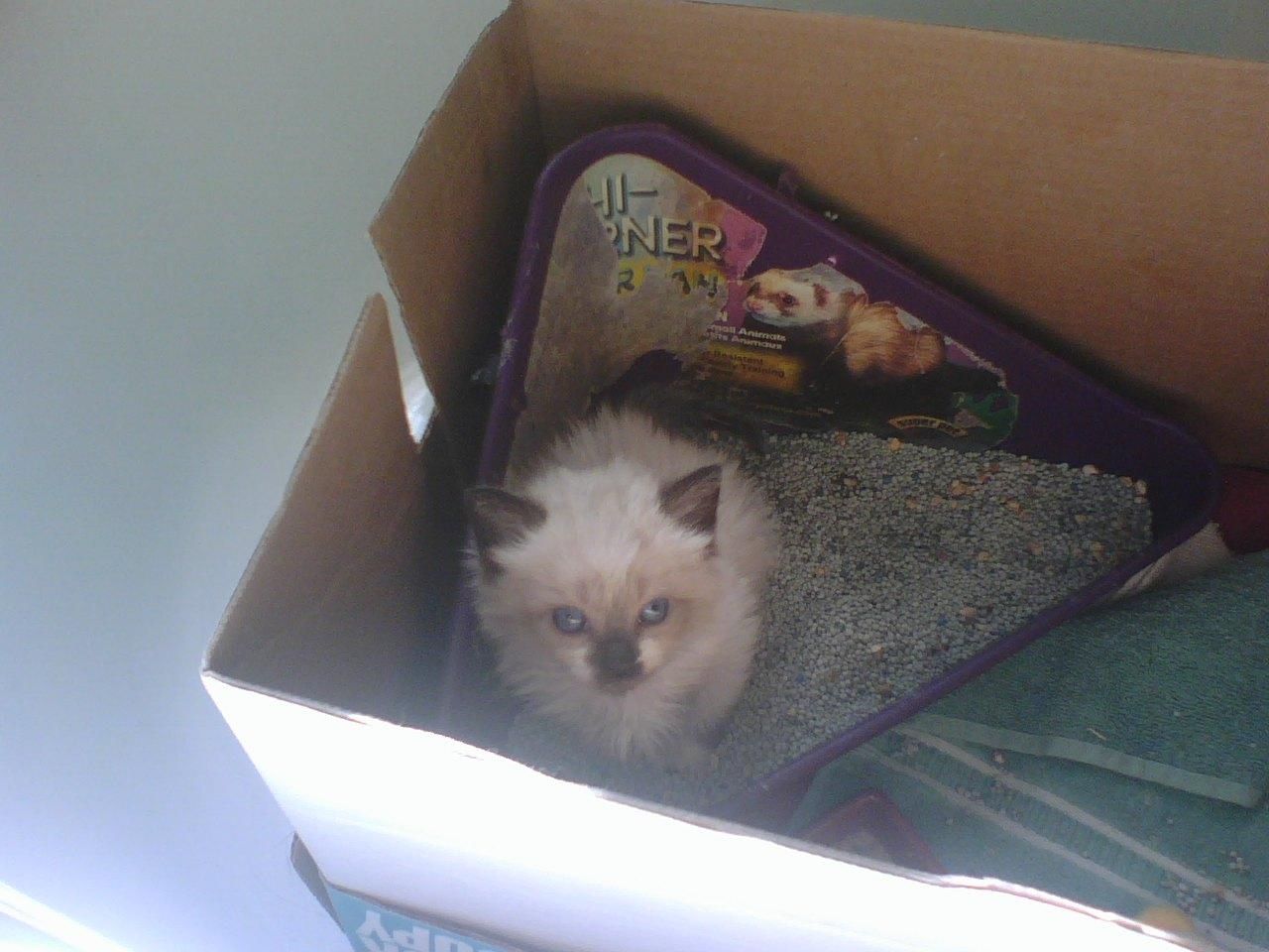 litter training.jpg