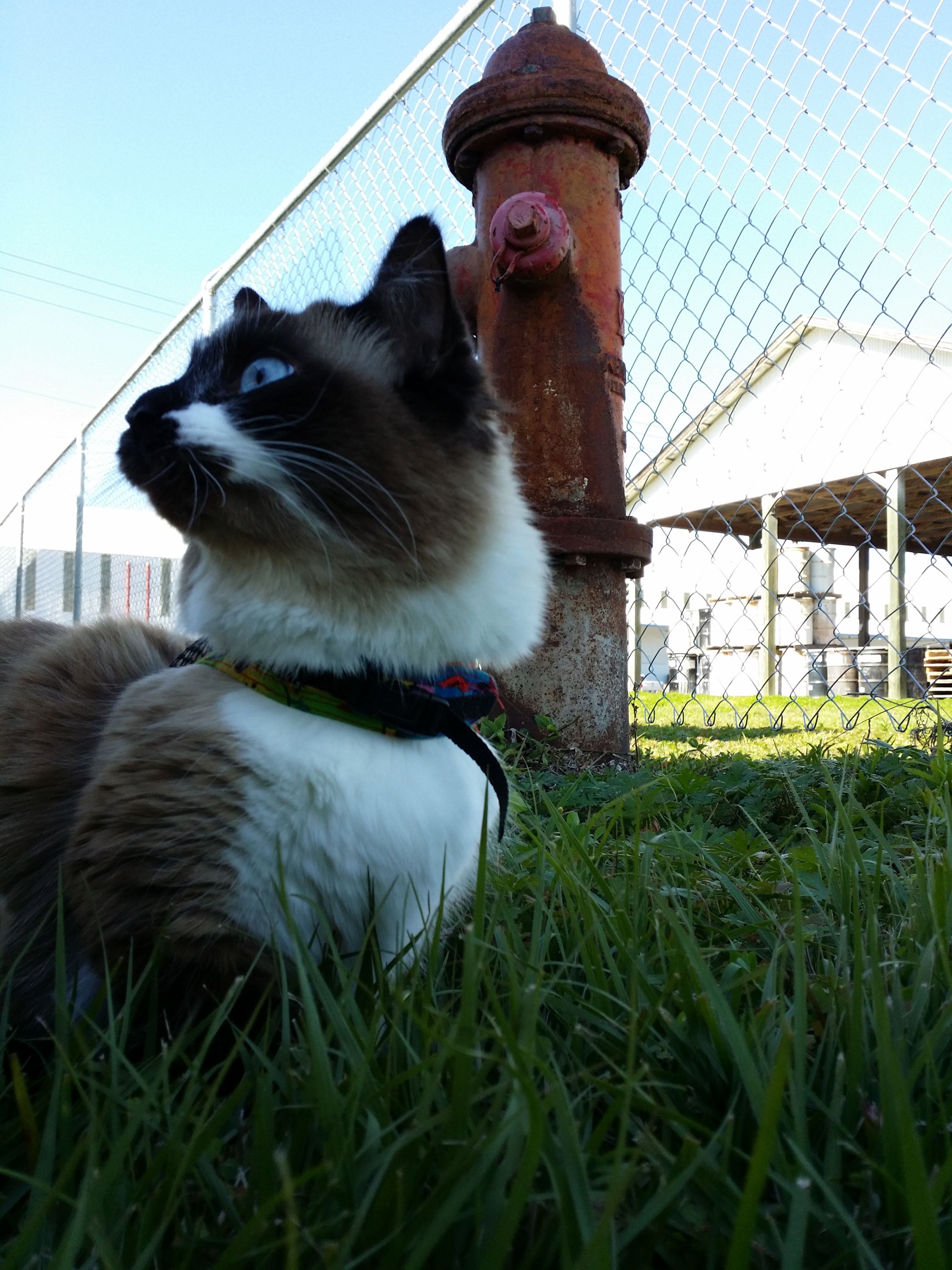 Fire Hydrant Dog Kitty (4).jpg