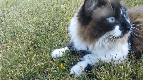 GIF_20250404_150104_037.gif