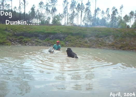 Dog Swim5 04-10-04.JPG