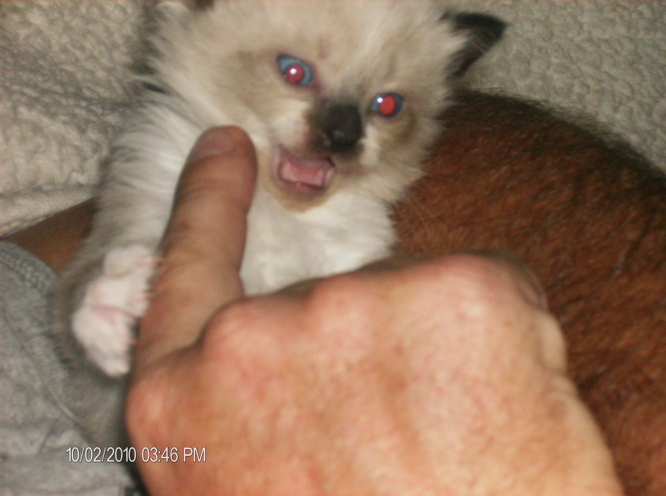 Attack Kitty 2.JPG