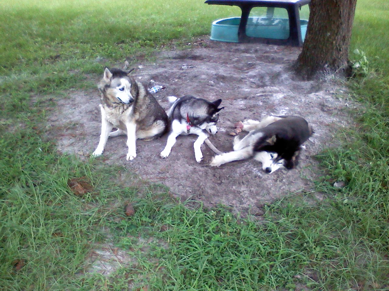 3dogs.jpg