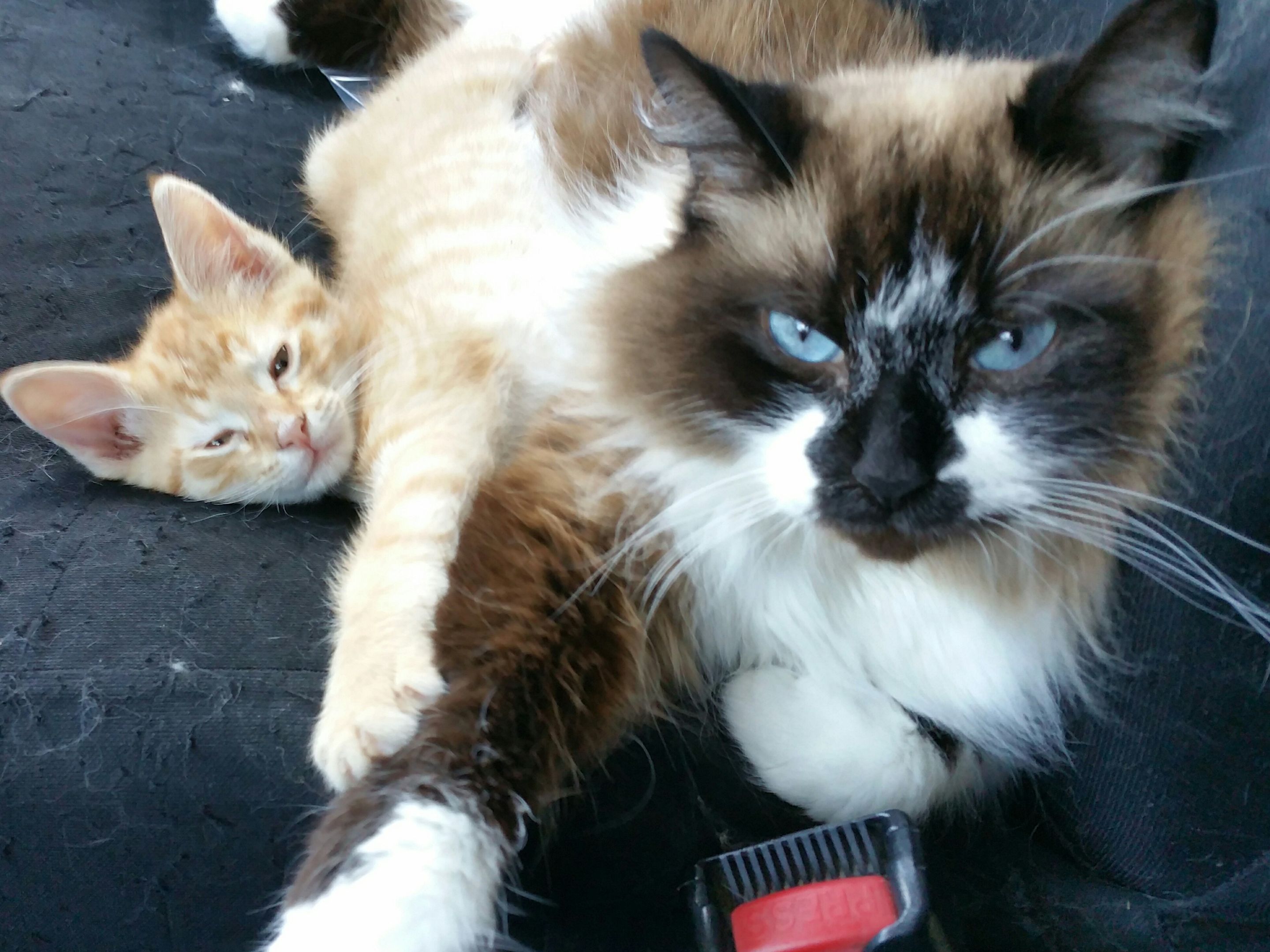 Lil' Guy & Sammi Cuddles 2019-07-02_1.jpg