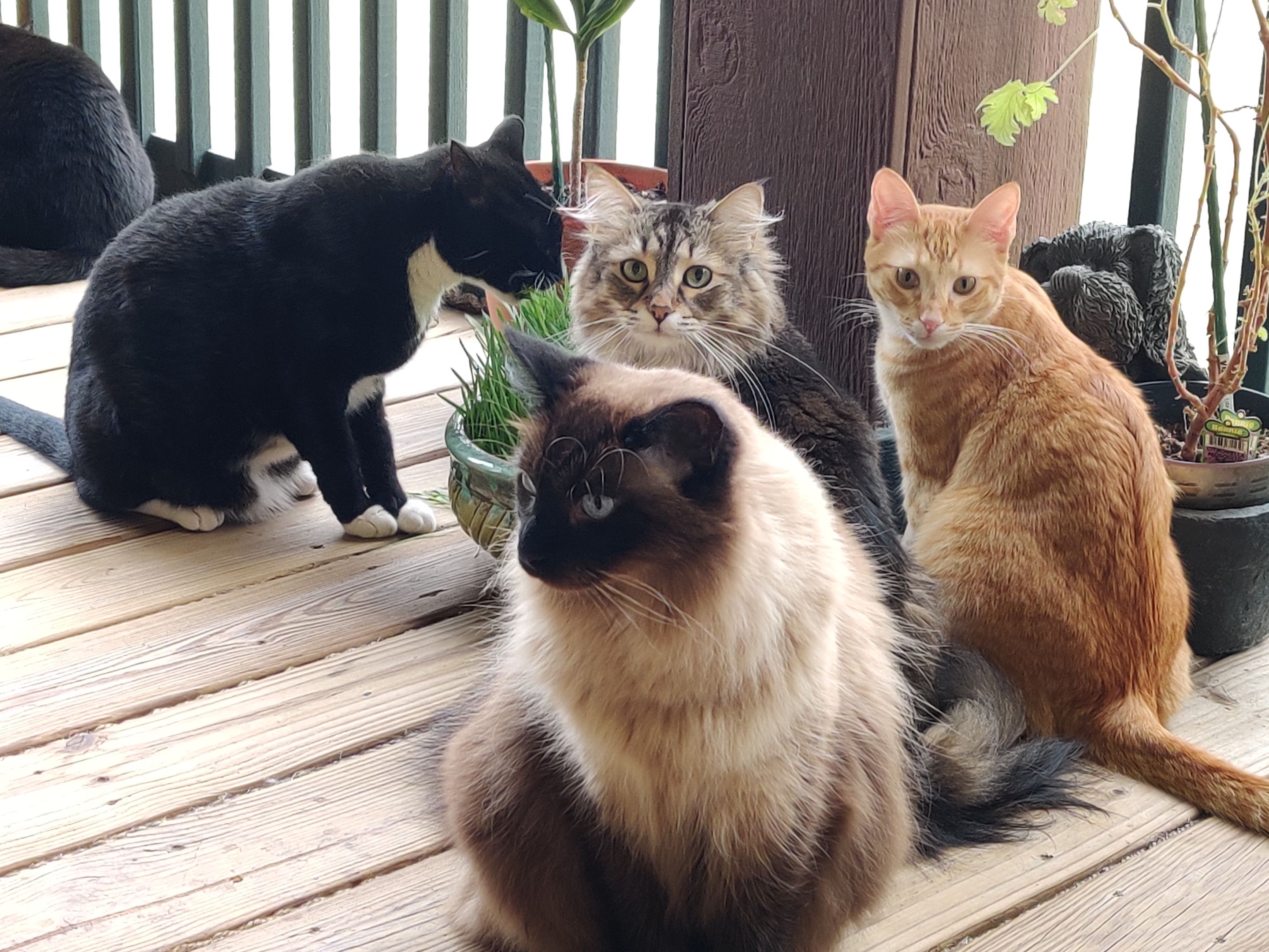 Eight of Nine Grazzin' (3) 2020-06-27.jpg