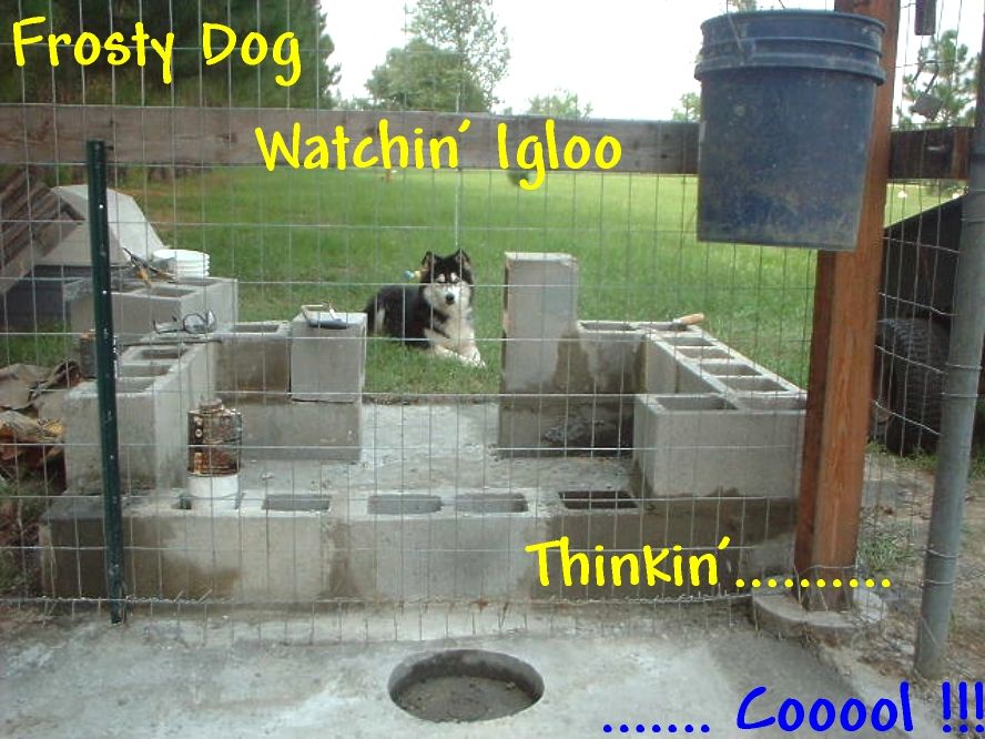 Pretty dog.JPG