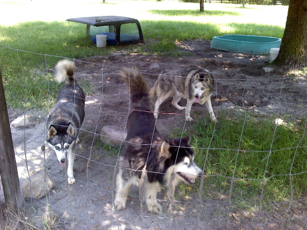 Frosty Sierrea & Nikita 2011(4).jpg
