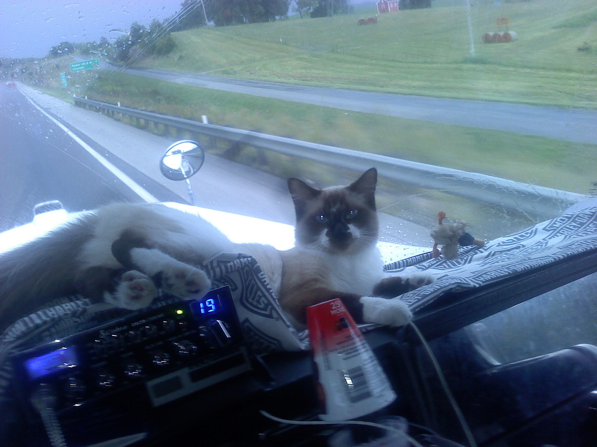 Dashboard Kitty (15) 2011.jpg