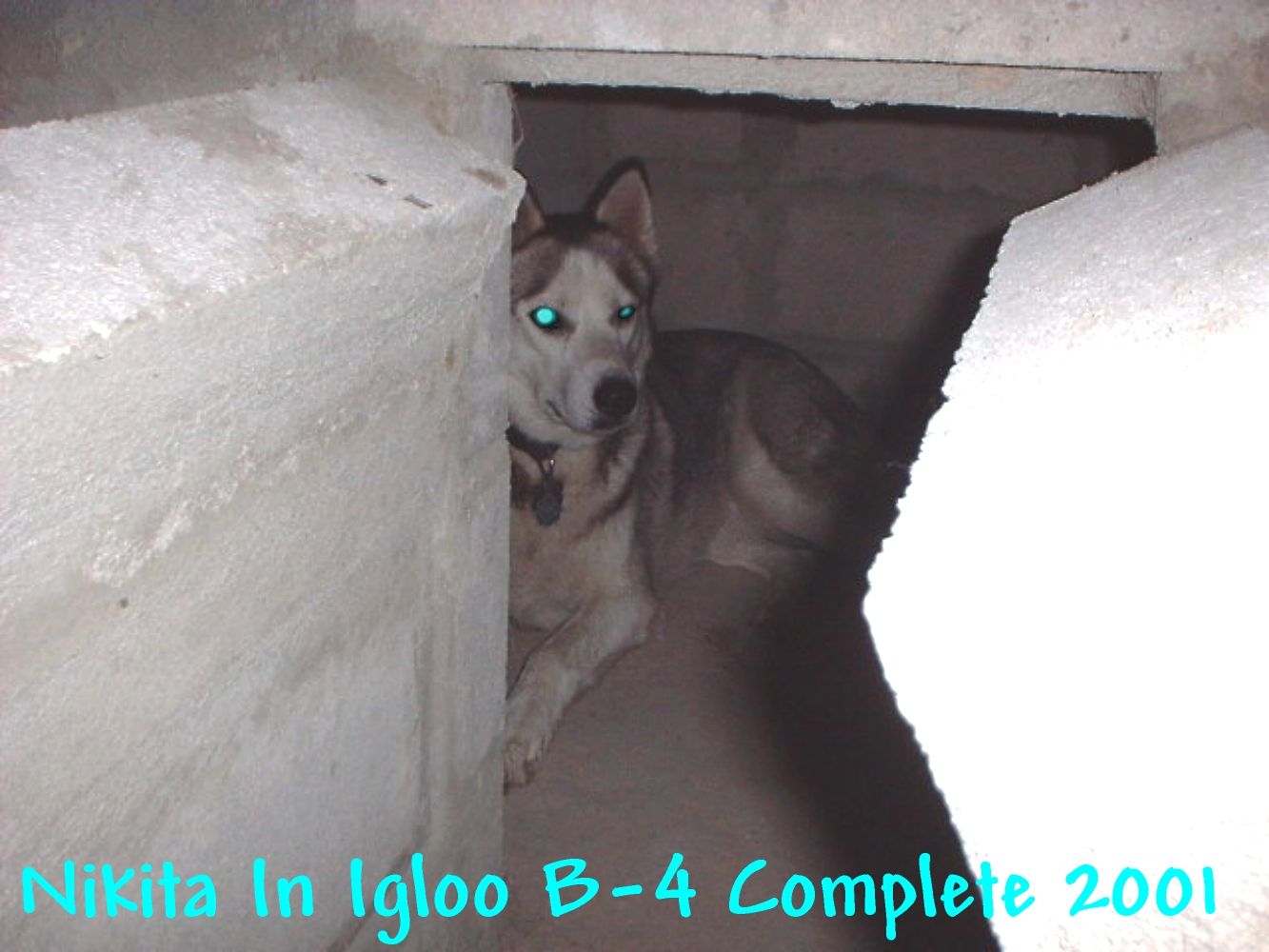 Nikita In Igloo.JPG