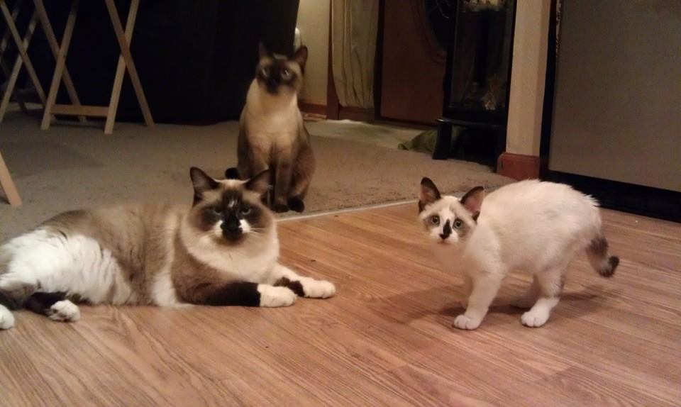 Furkids  November 2013.jpg