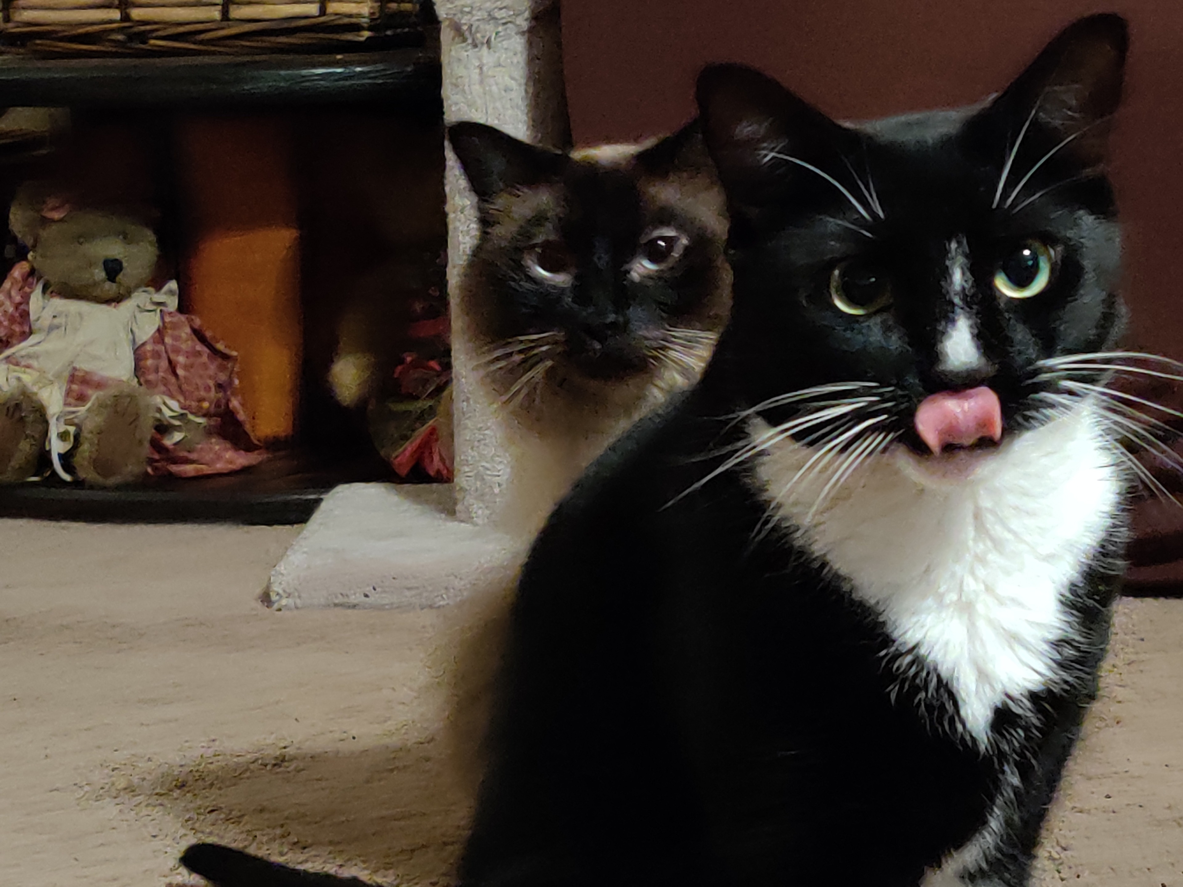 Photo Bomber 2 Bassy Stryper 20190817.jpg