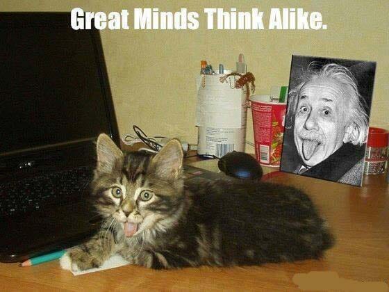 Geniuscat.jpg
