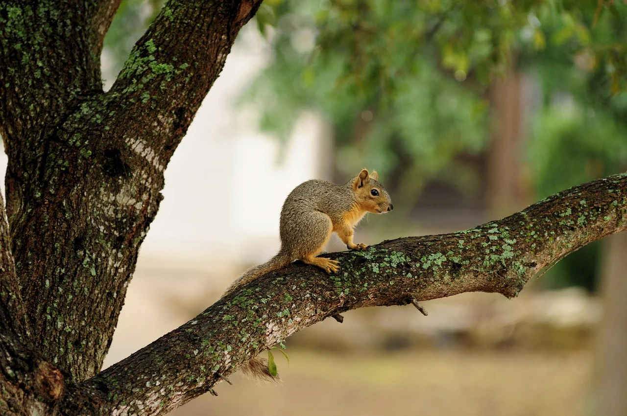 squirrel-9916116_1280.webp.jpg