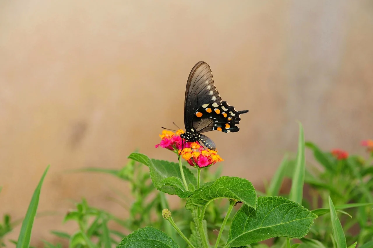 butterfly-9902097_1280.webp.jpg