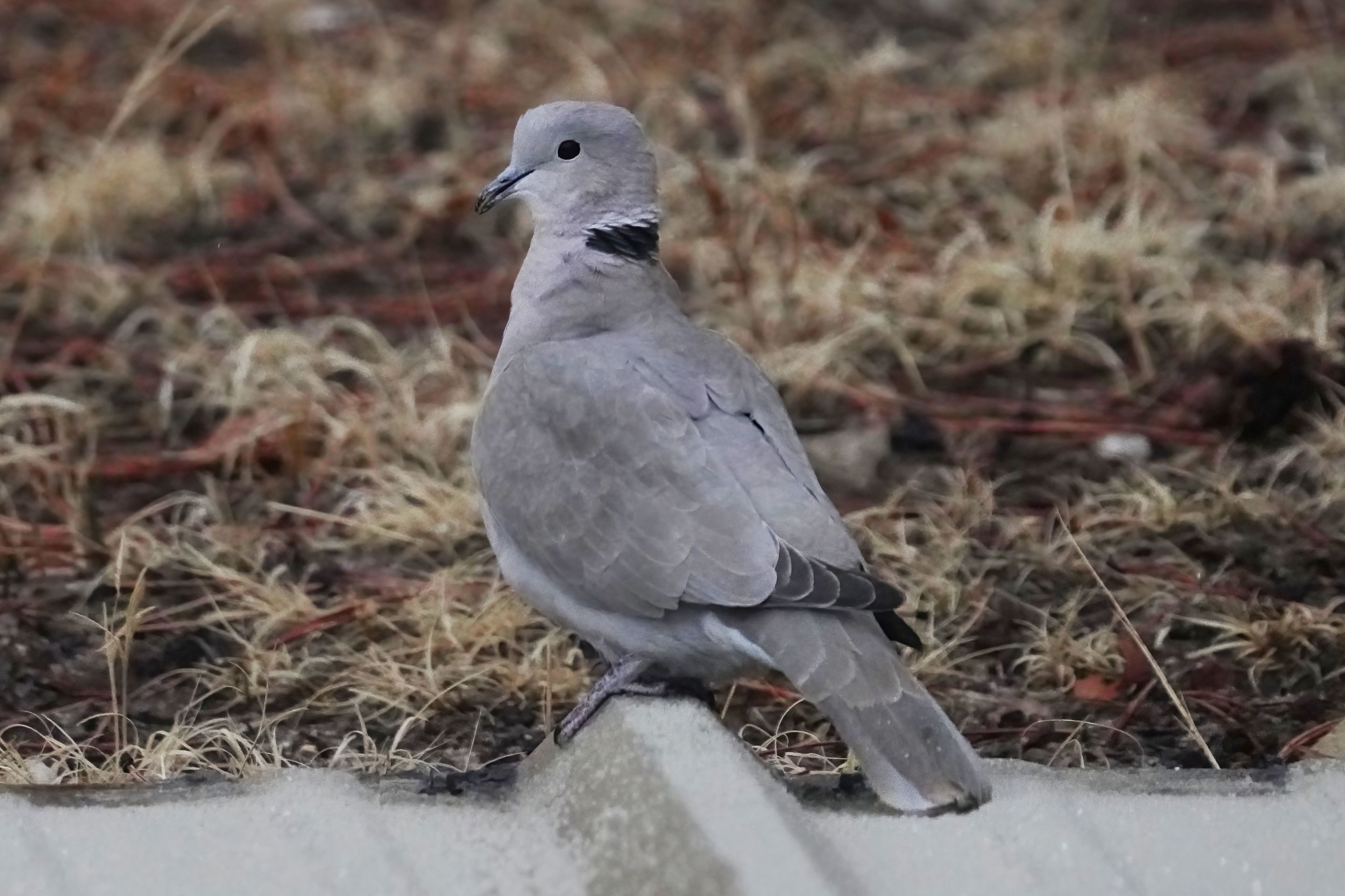 KDove-420-201-03-15-DN.jpg