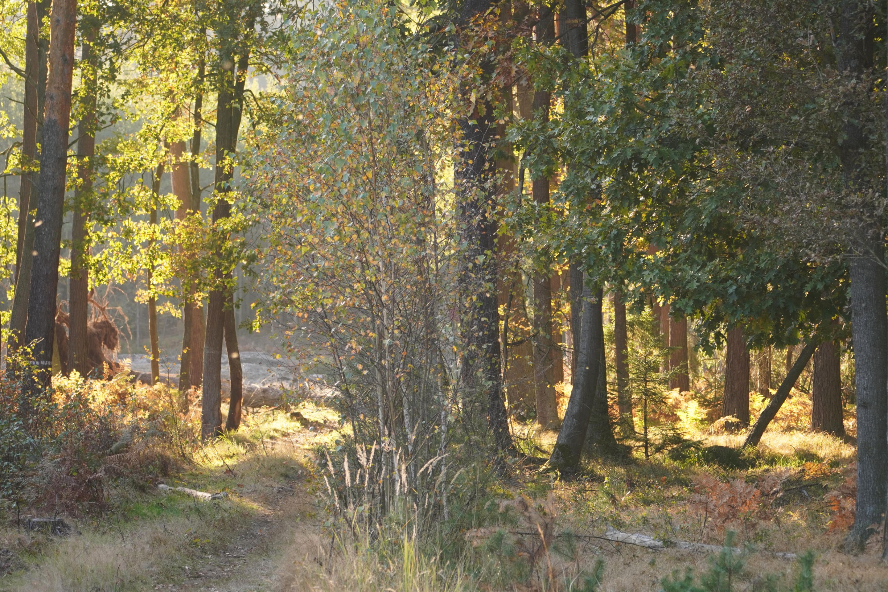 bDSC05456.jpg