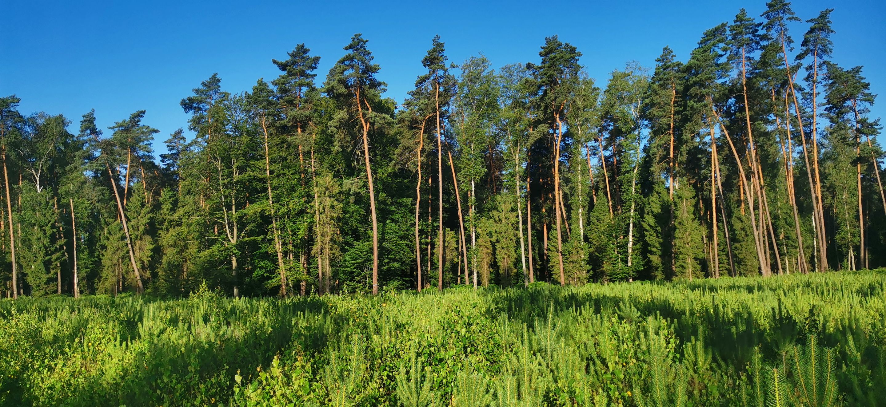 2025-07-01 06.20.45.jpg