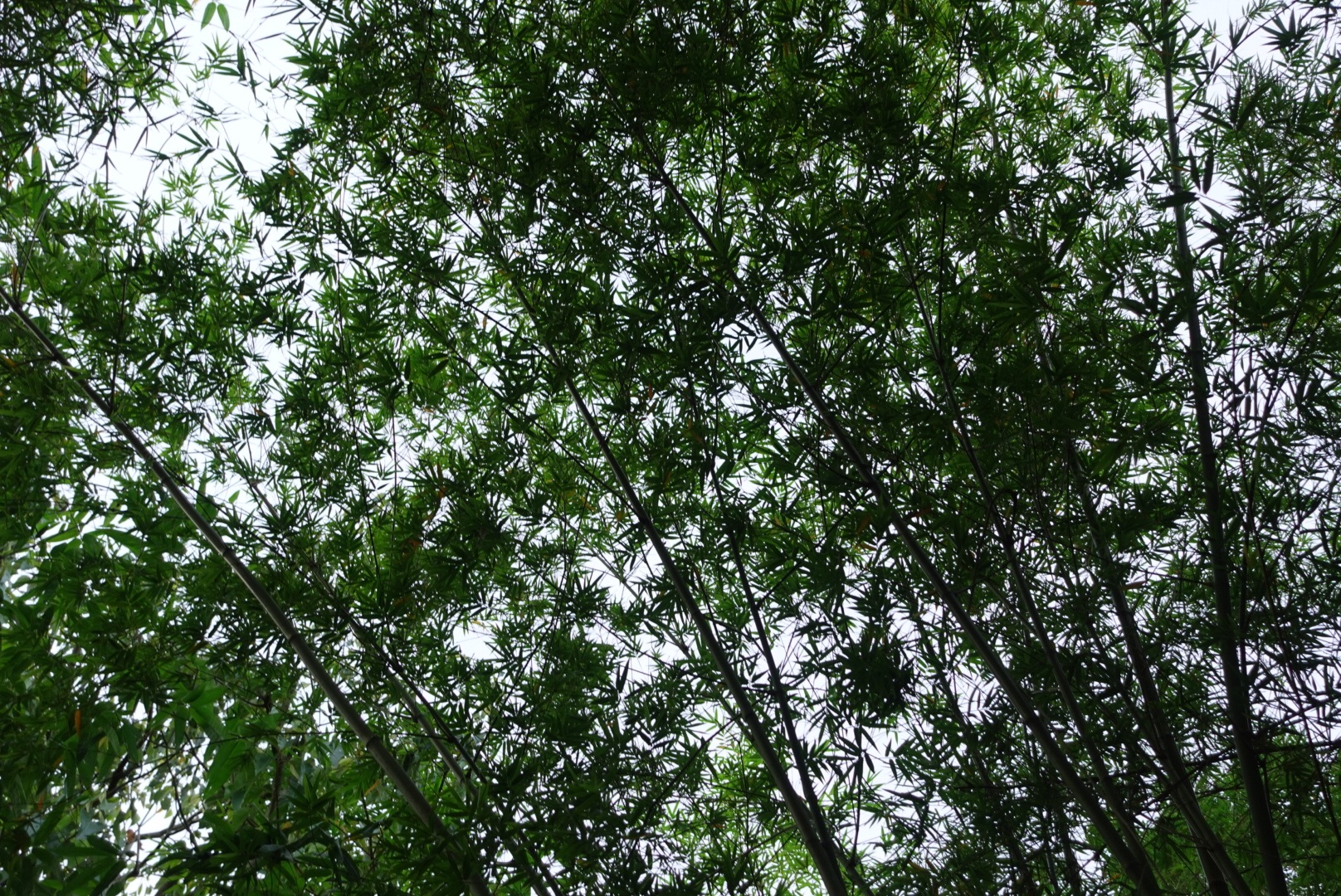 4B85DE3C-C8AF-4EF4-A2FC-FD3ECB8814B0.jpeg