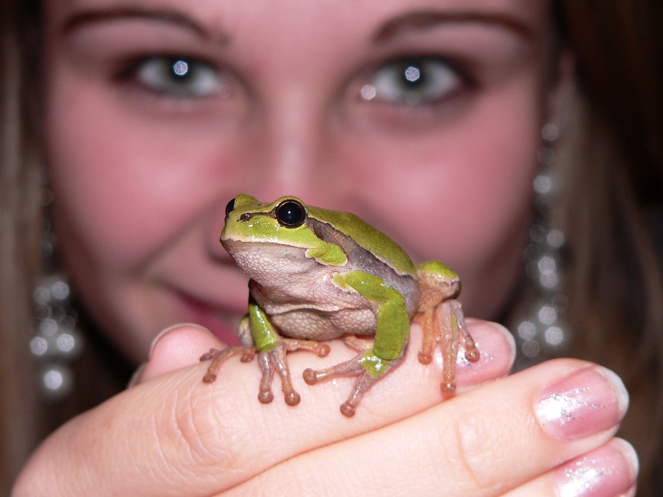 frog-1862977_960_720.jpg