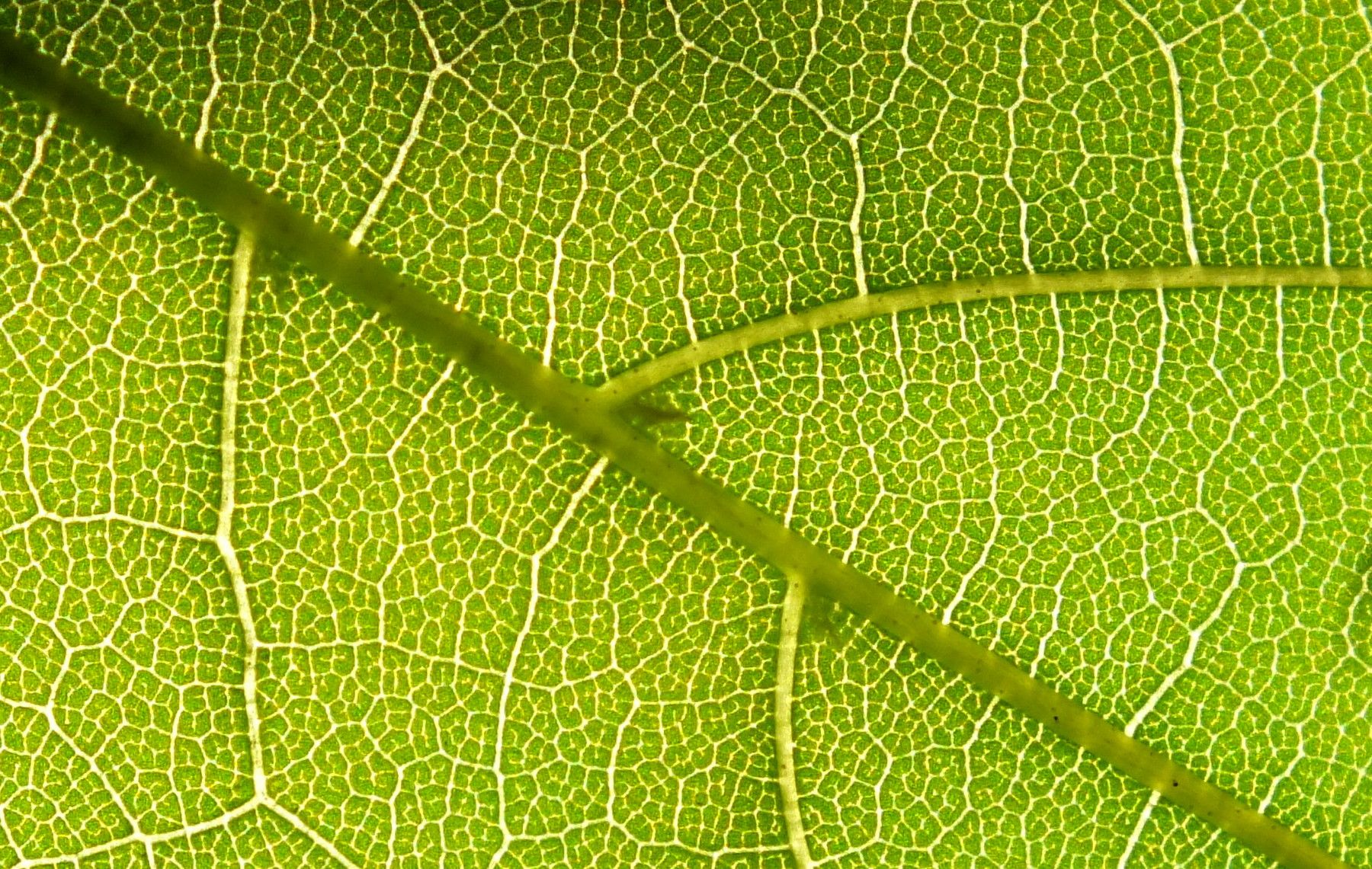 L0009-Pattern.JPG