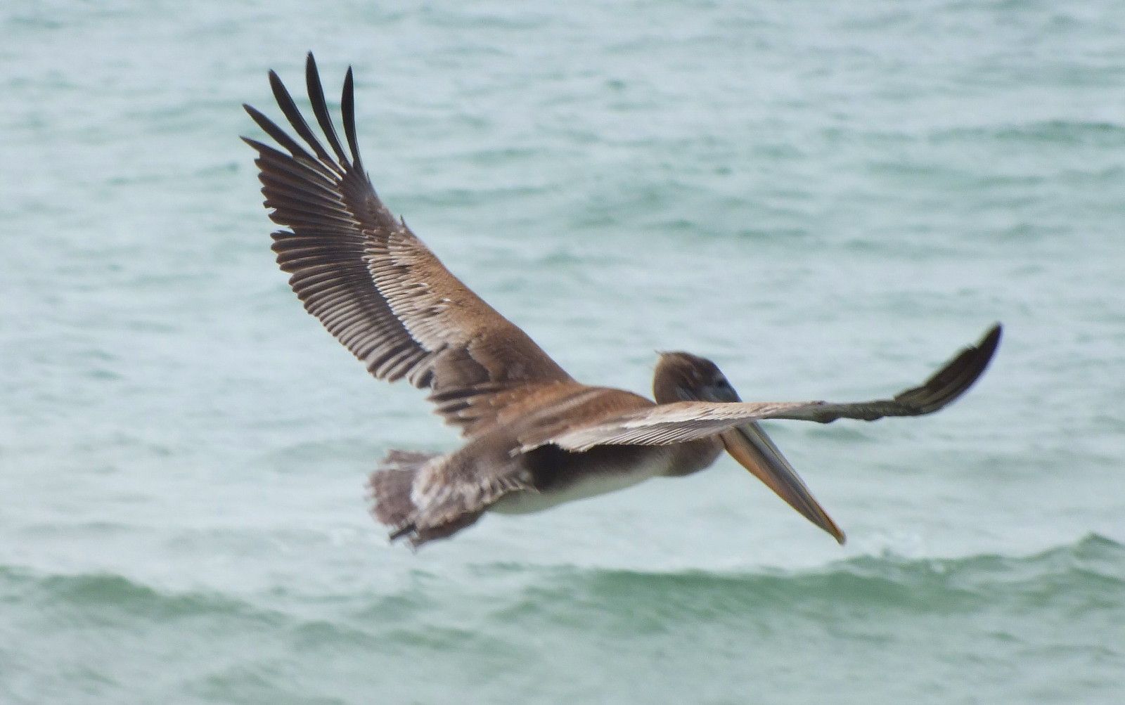 L0015-Pelican1.JPG