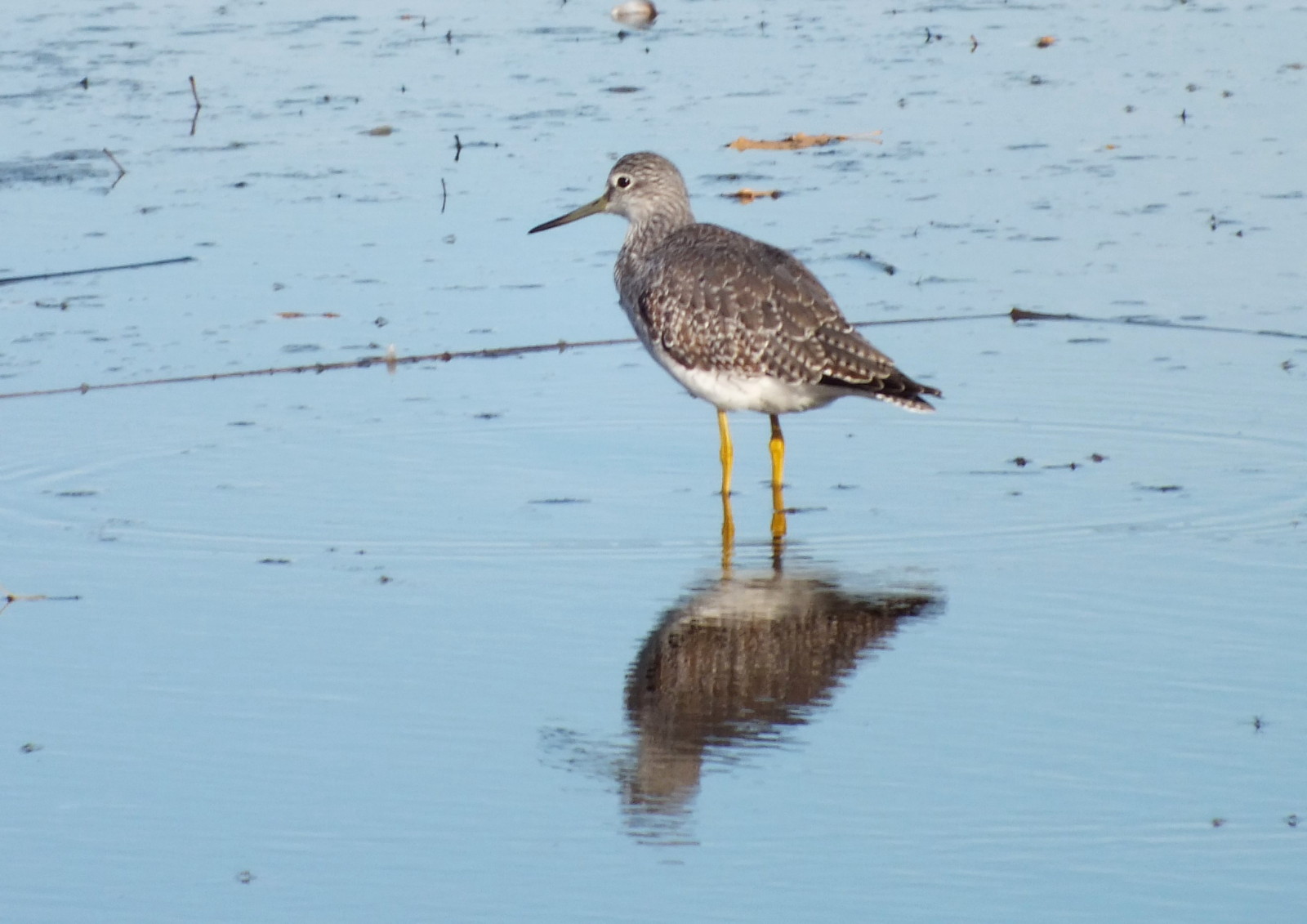 L0019-YellowLegs2.JPG
