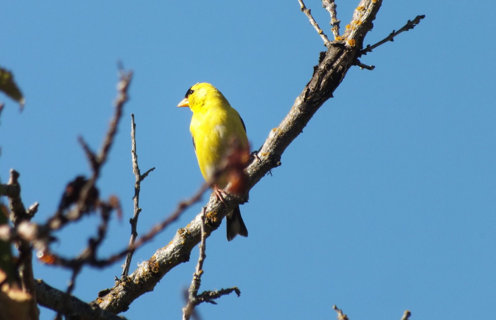 L0012-YellowFinch5.JPG