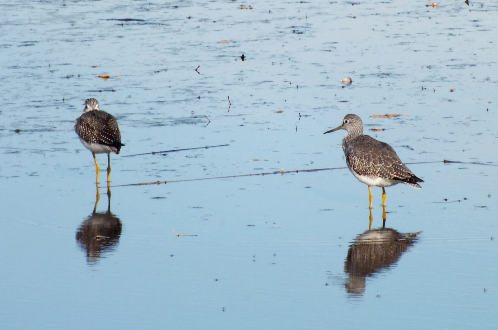 L0019-YellowLegs.JPG