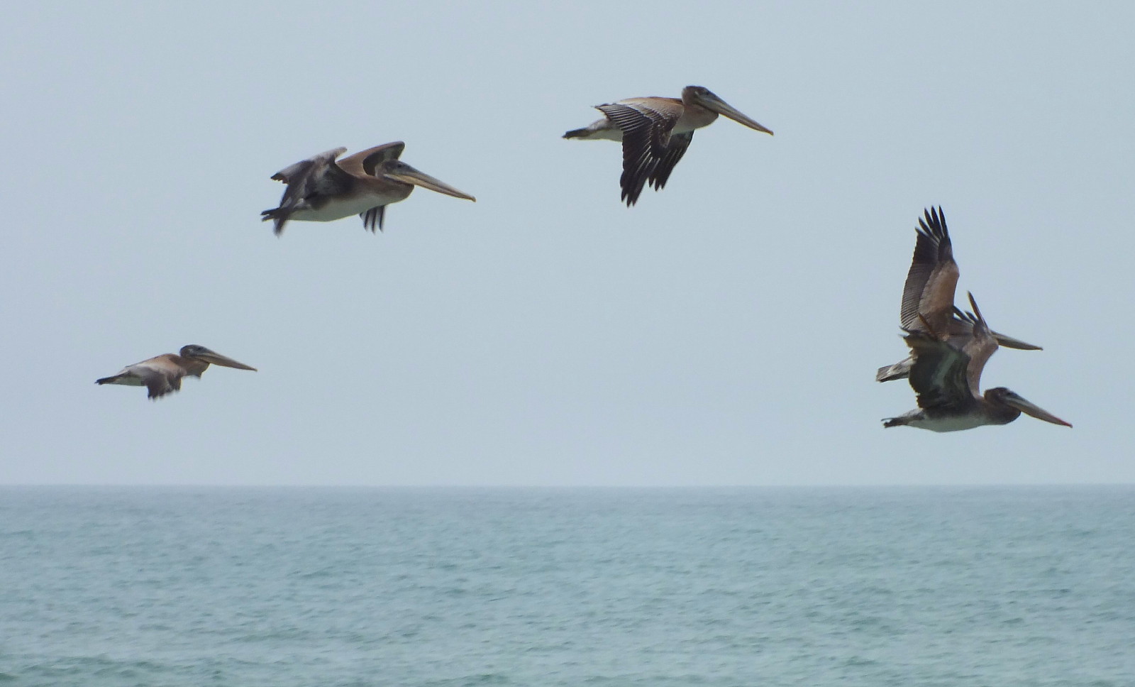 L0015-Pelican4.JPG