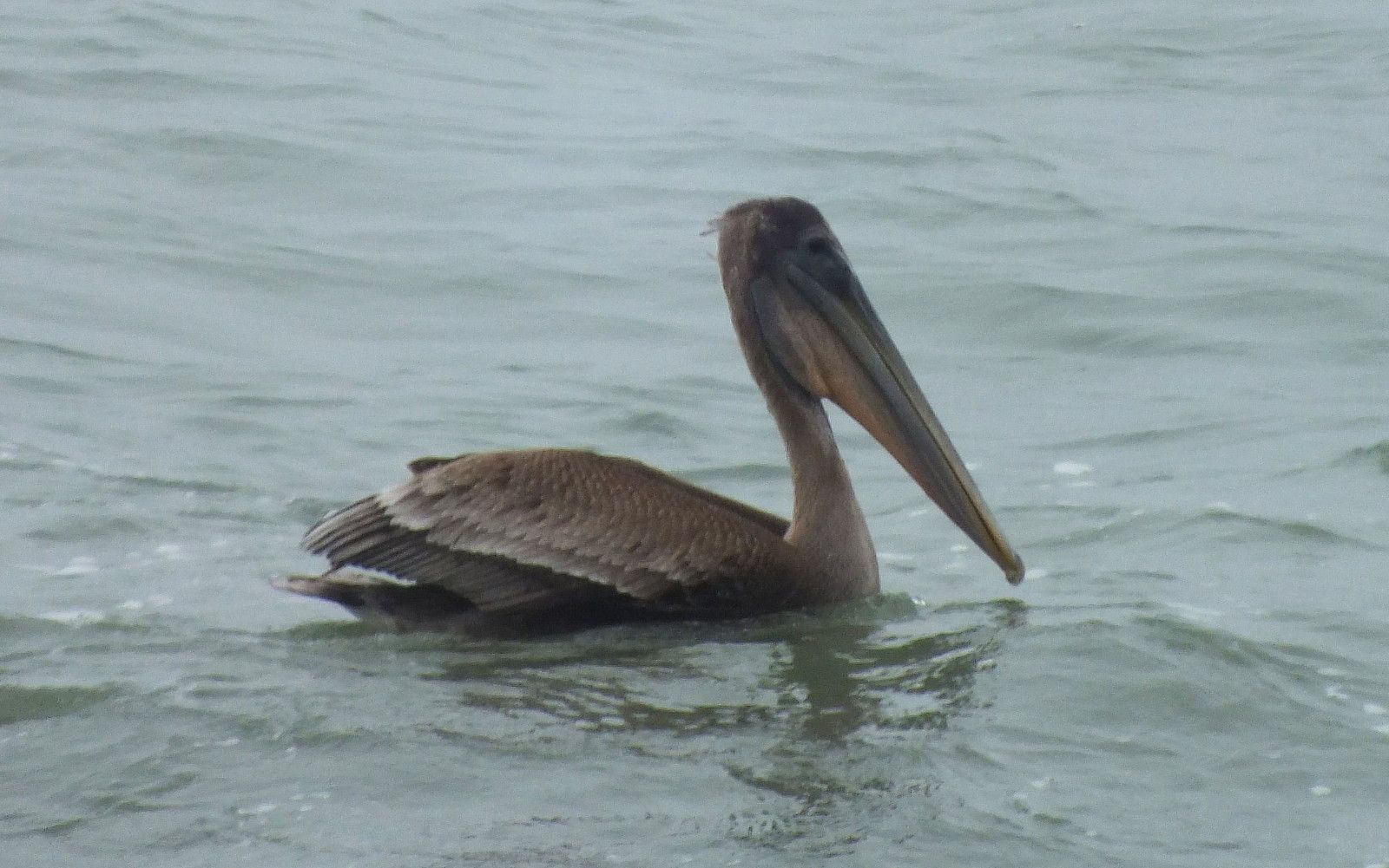 L0015-Pelican3.JPG
