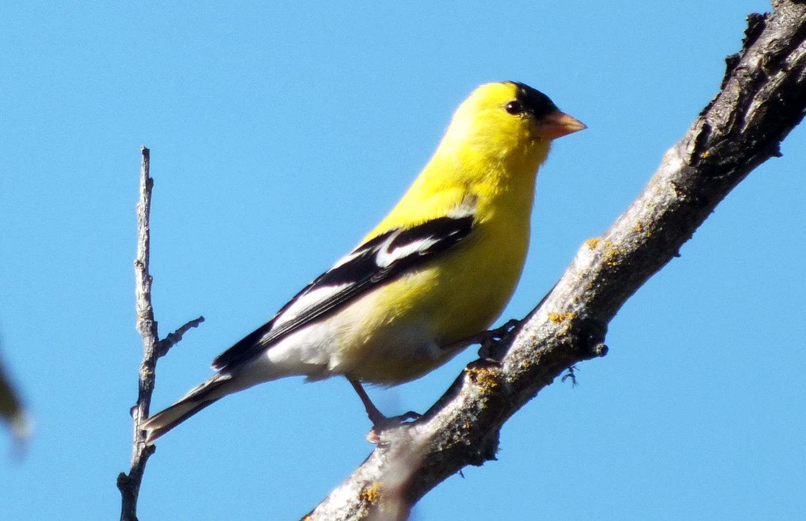 L0012-YellowFinch2.JPG