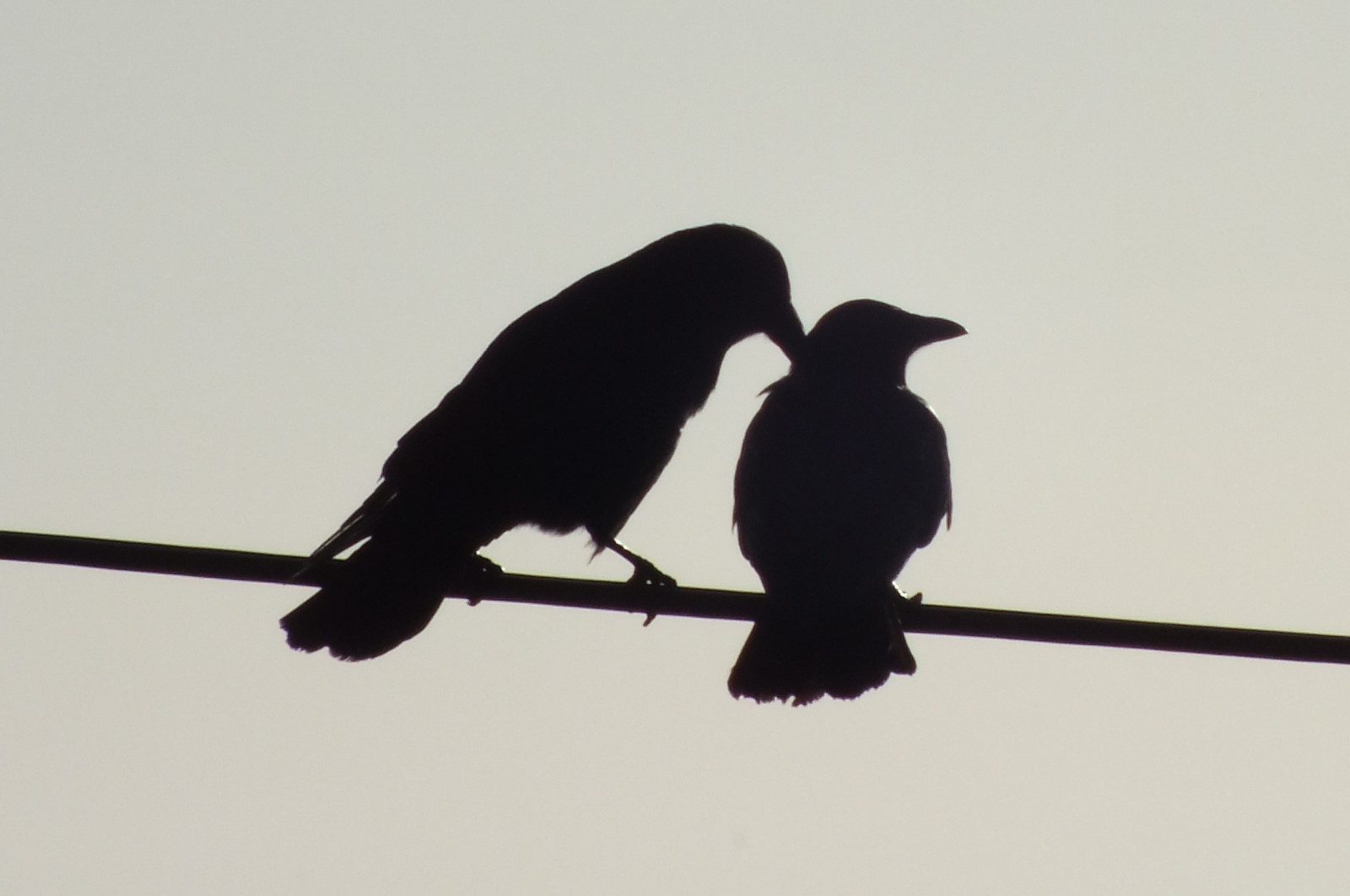 L0018-CrowsPreening2.JPG