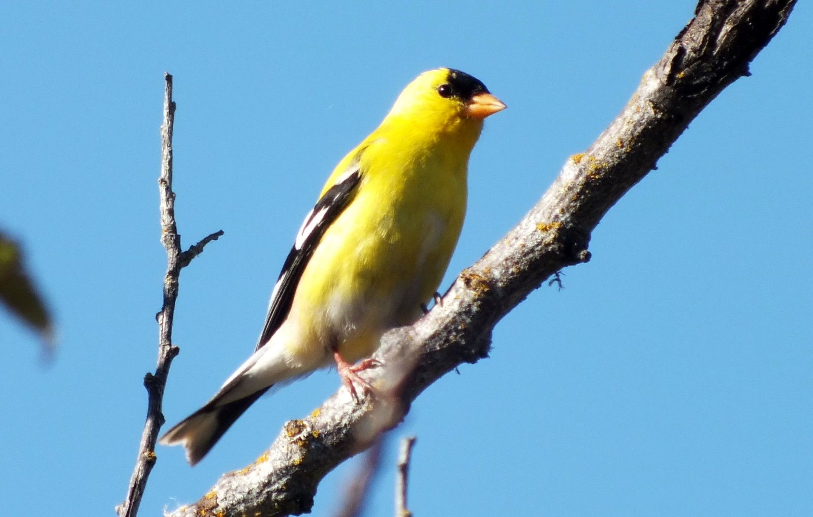 L0012-YellowFinch1.JPG