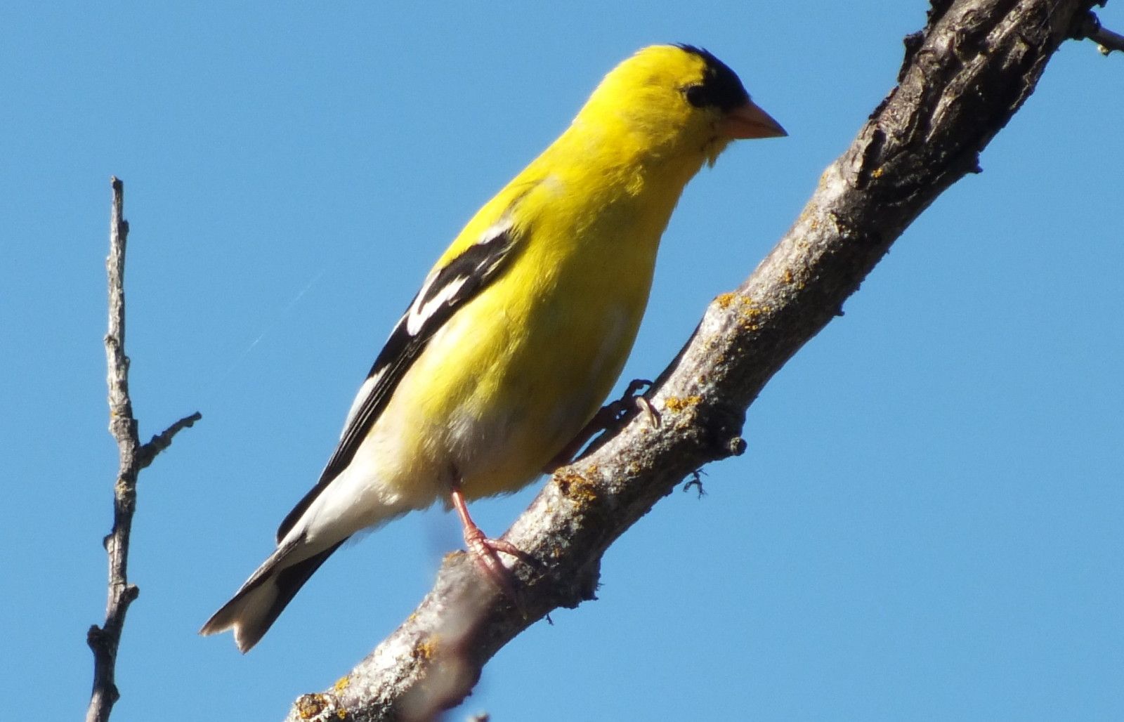 L0012-YellowFinch4.JPG