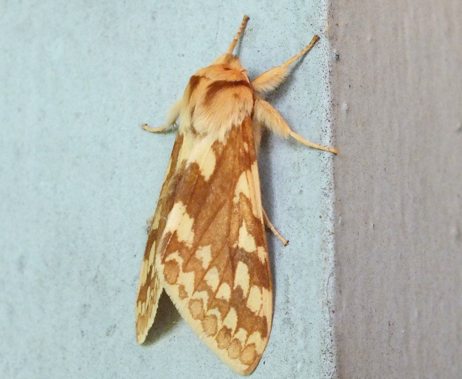 L0013-Tussock2.JPG