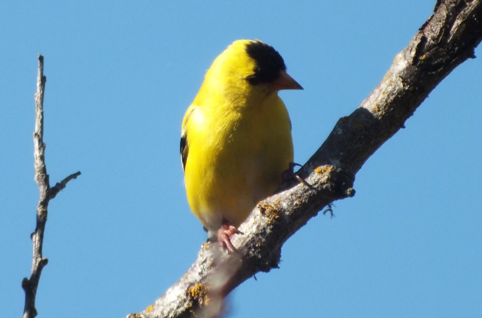 L0012-YellowFinch3.JPG