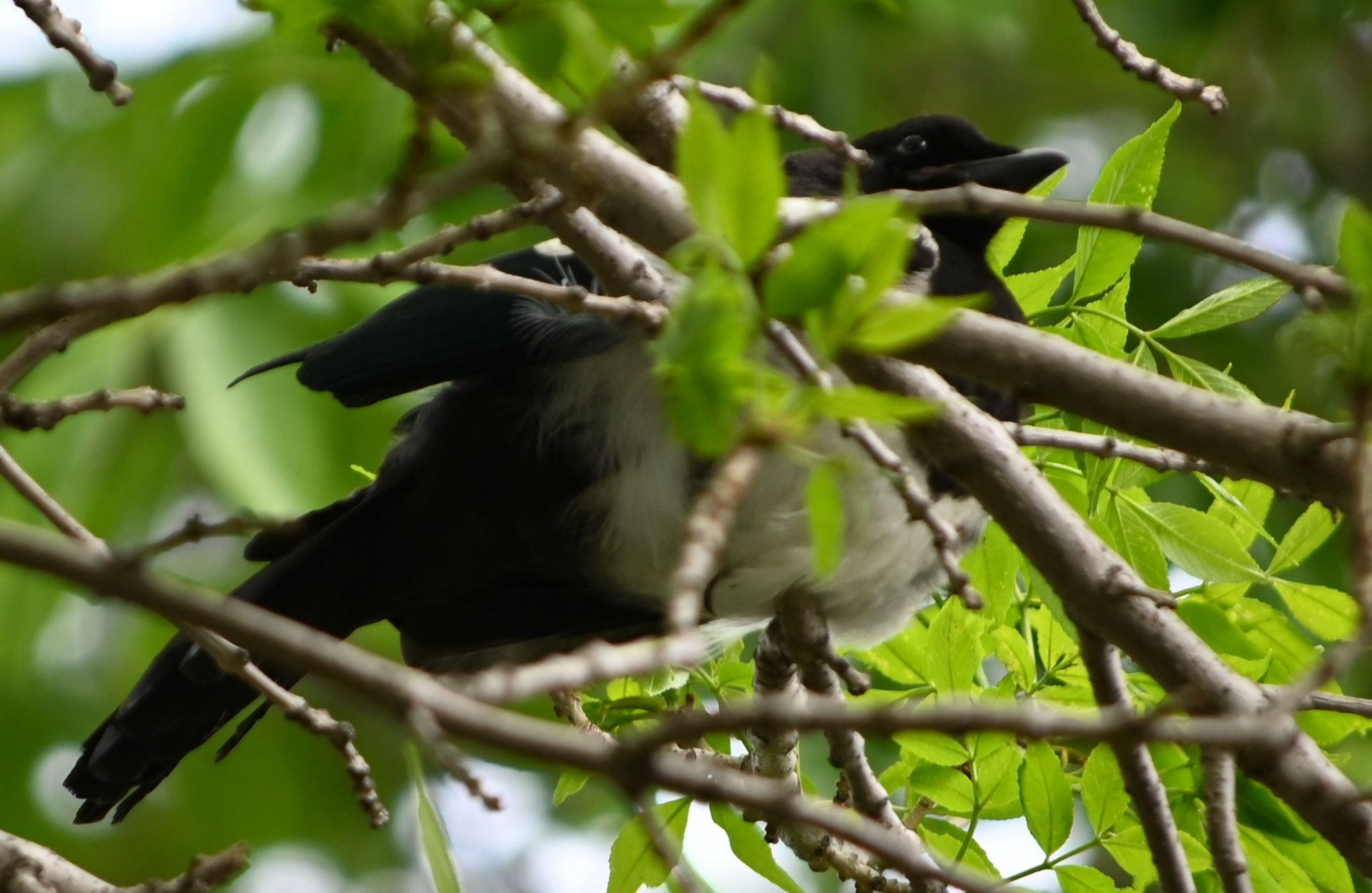 DSC_5709.JPG