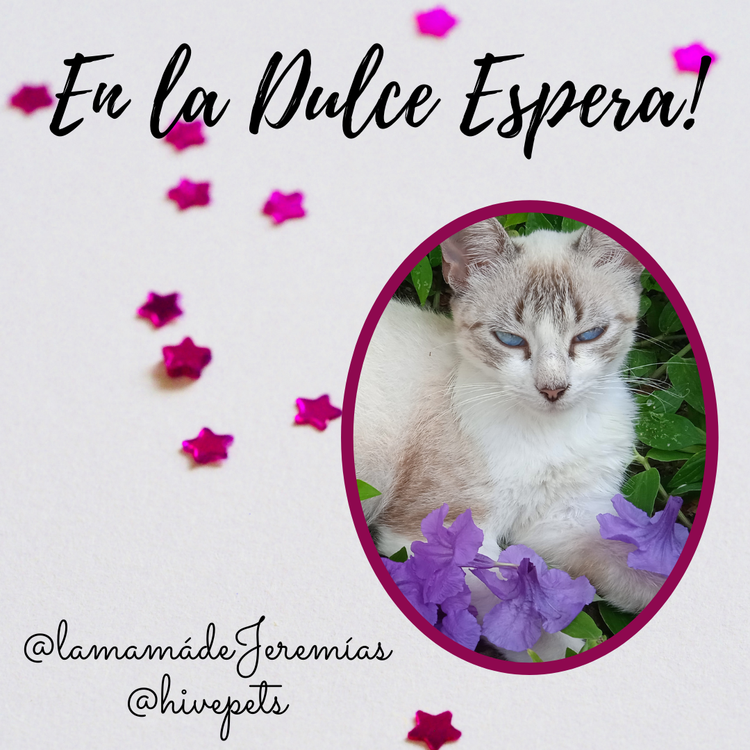 En la Dulce Espera!.png