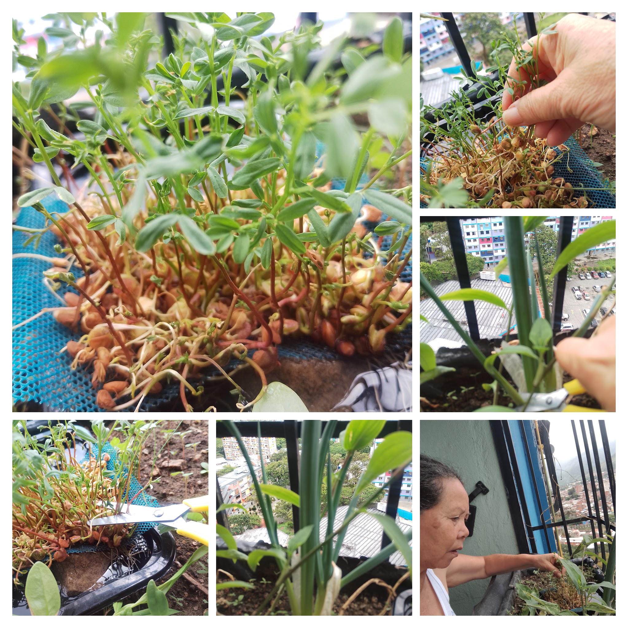 IMG_20250530_115257-COLLAGE.jpg