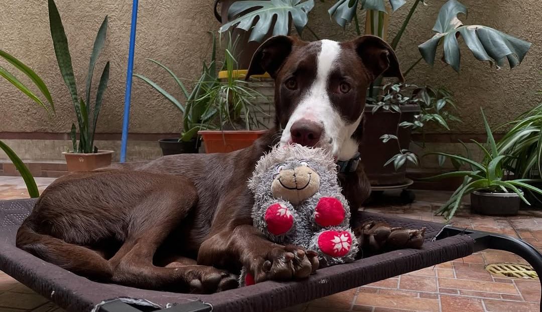 hades peluche.jpg