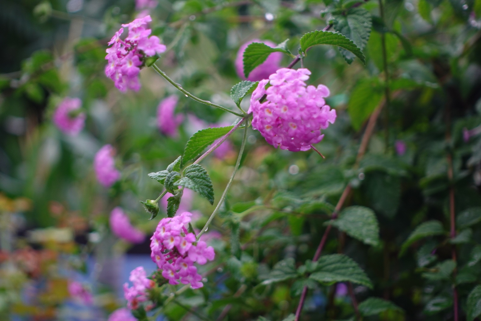DSC05530.jpeg