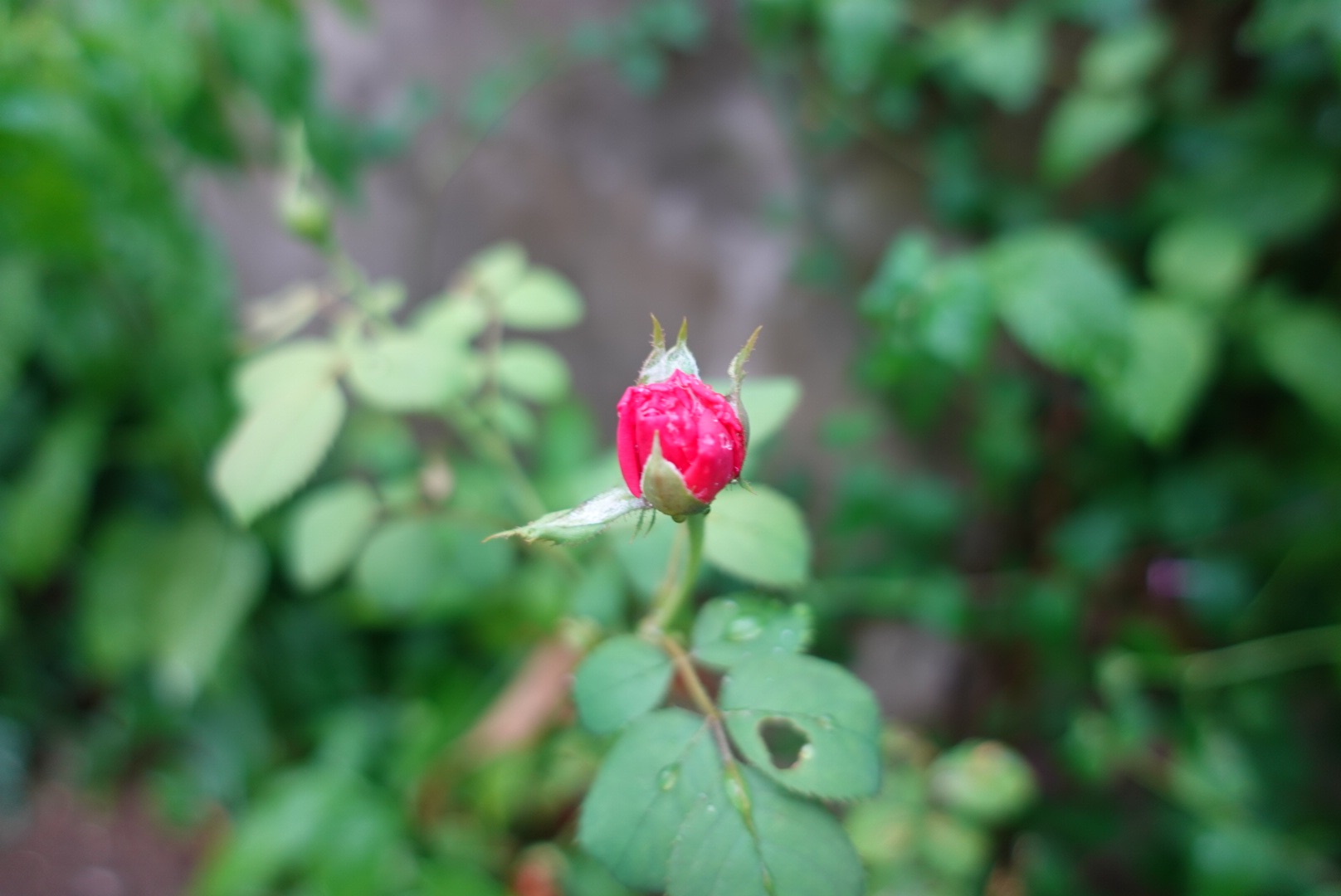 DSC05566.jpeg