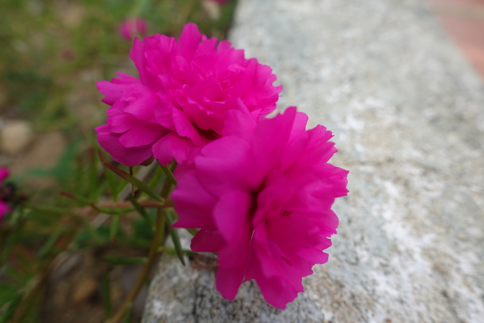 DSC07469.jpeg