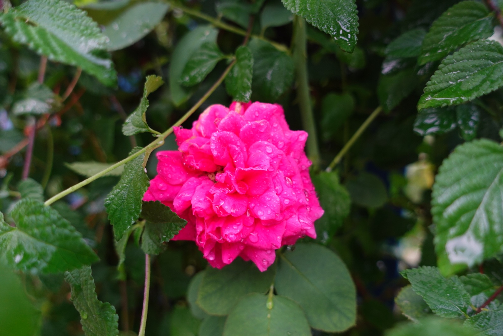 DSC05527.jpeg