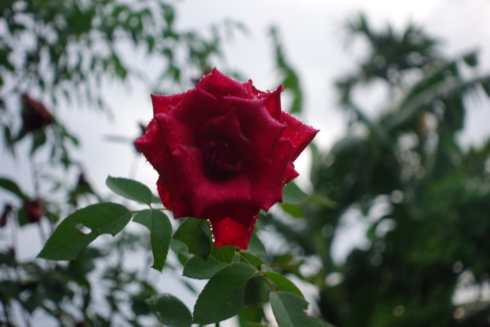 DSC05568.jpeg