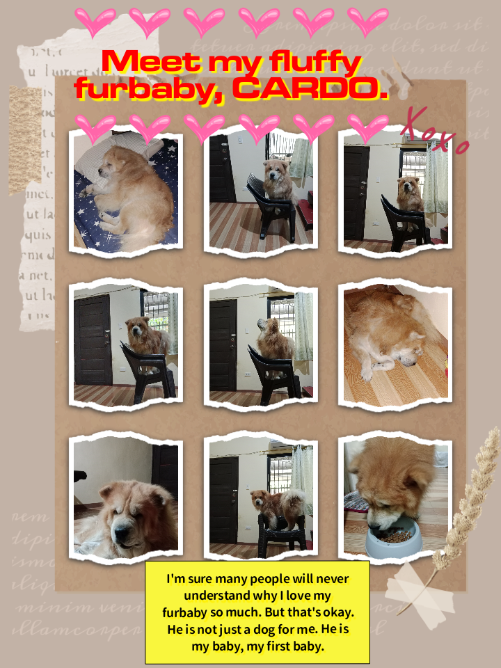 meet my fluffy furbaby.png