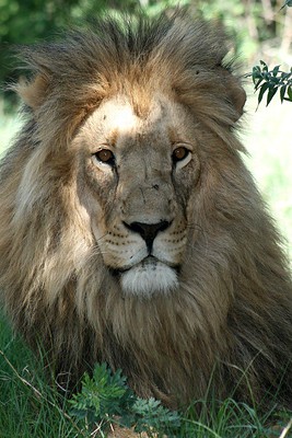 leoglossary's Hive Profile