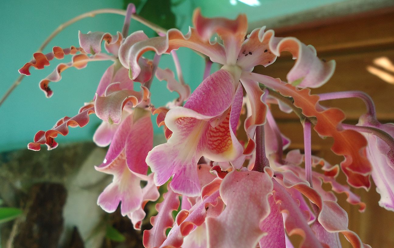 orquidea.JPG