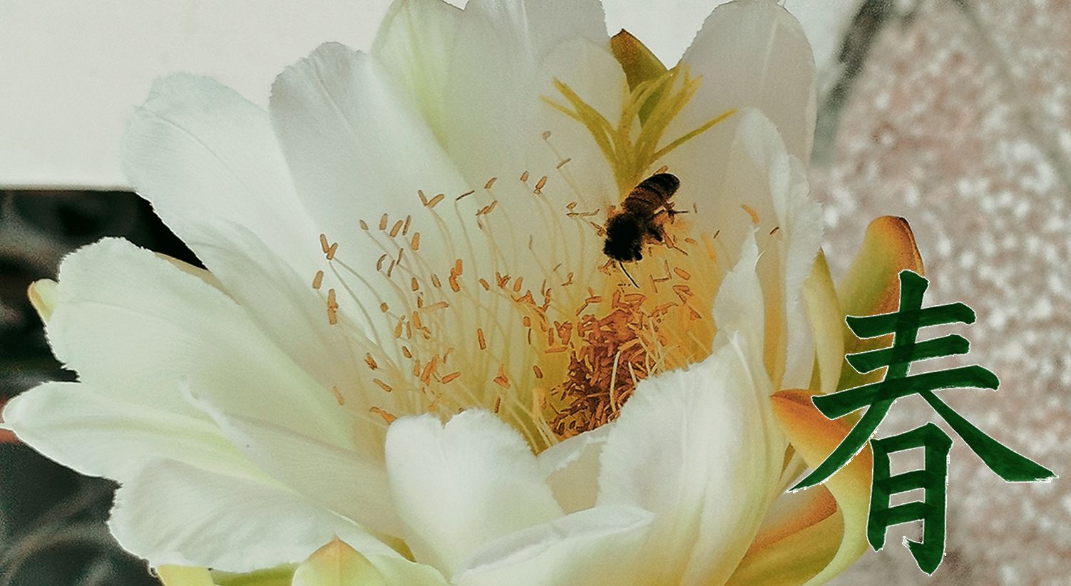 primavera.jpg