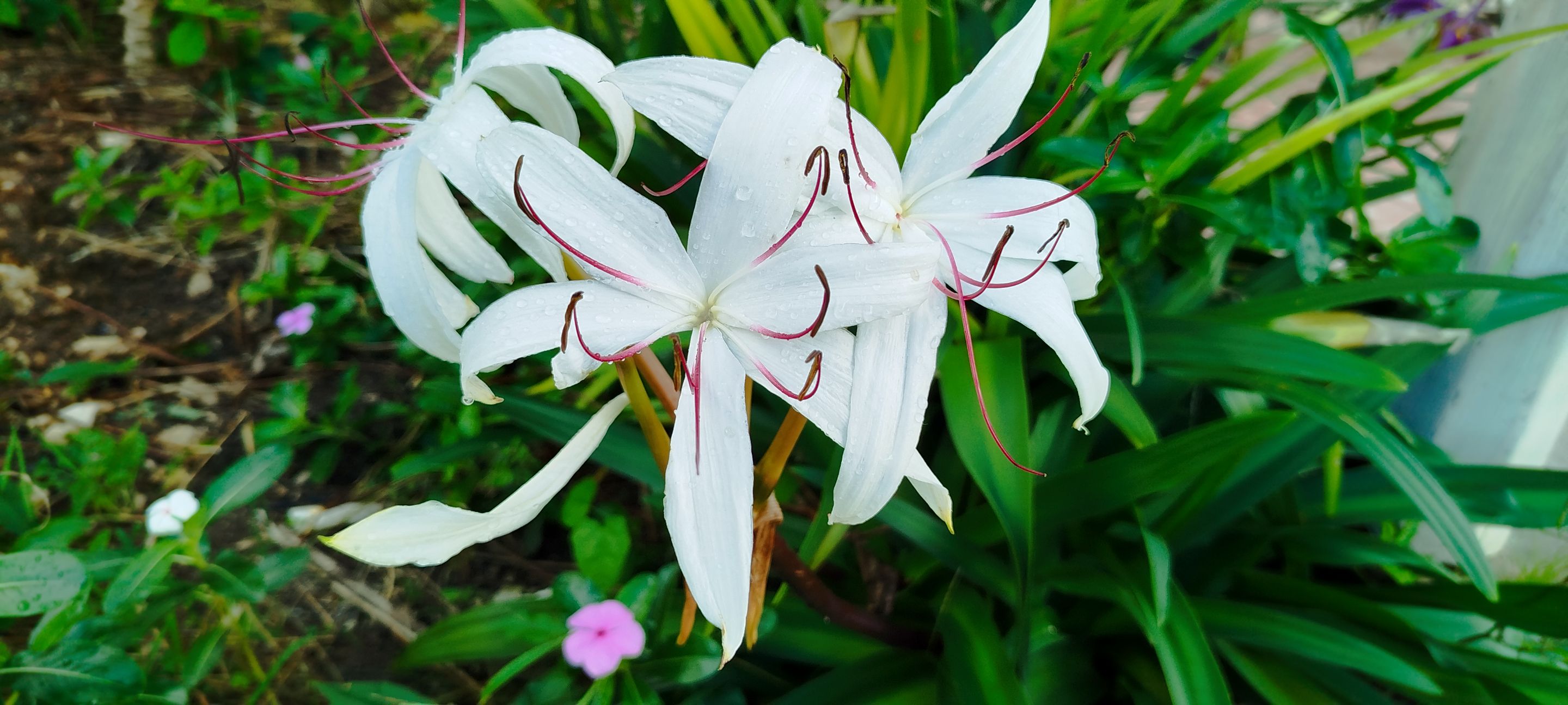Three opinions, which are not only mine  (Week 267)