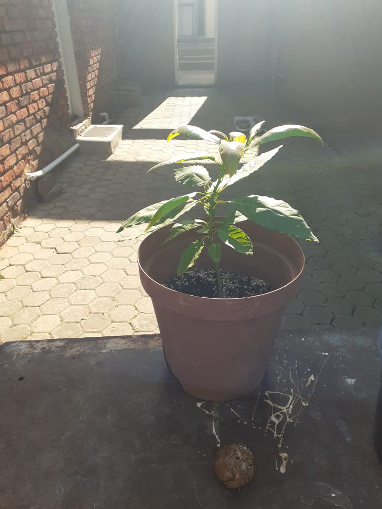 IMG-20220812-WA0009.j
![IMG-20220812-WA0007.jpg